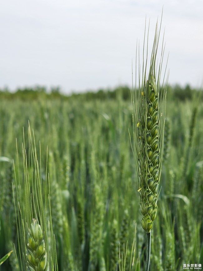 《每周星鲜事》 第105期:520勇敢表达爱,心里好礼等你抽取 《每周星鲜事》 第105期:520勇敢表达爱,心里好礼等你抽取