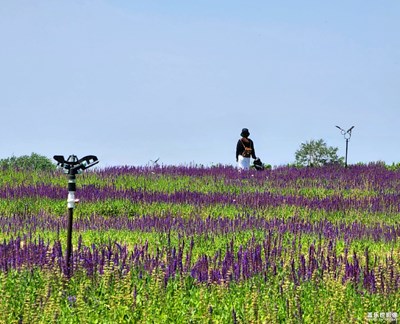 【当下好时光】陪她一起看花海