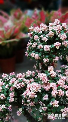 花卉随拍（9）