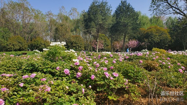 【乡城美景】 +家乡的白牡丹