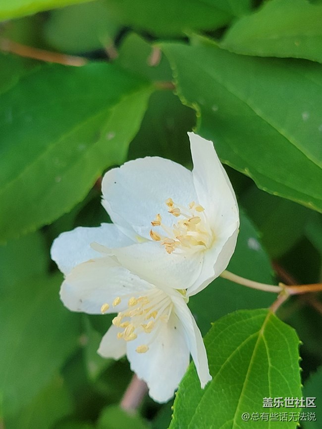【呼唤夏日】路边盛开的花