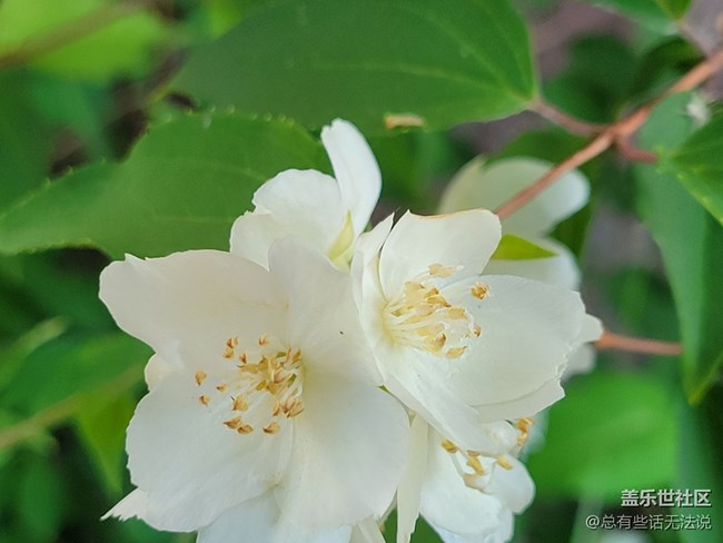 【呼唤夏日】路边盛开的花