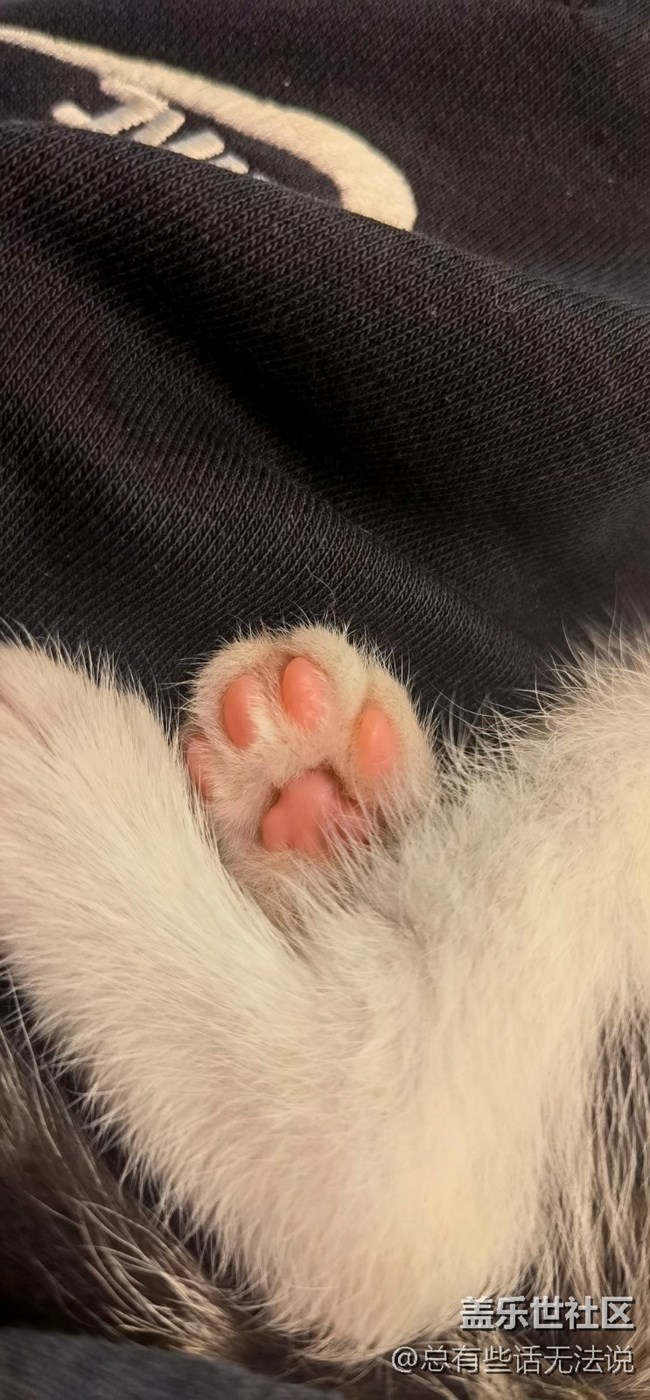【食粮】+ 撸猫