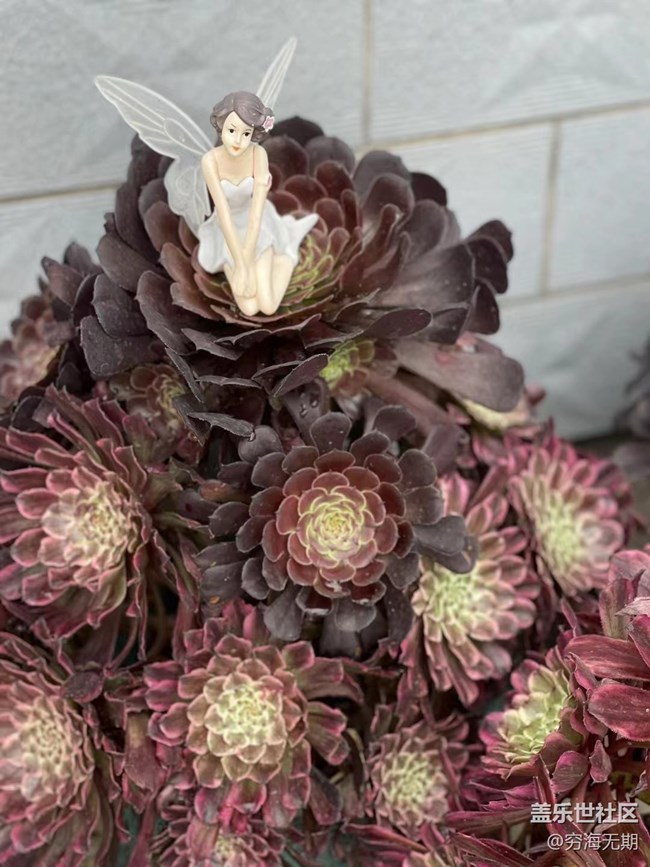 【端午生活随手拍】