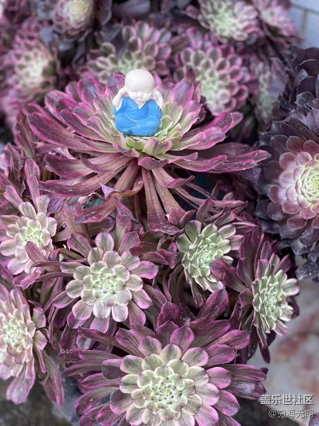 【端午生活随手拍】