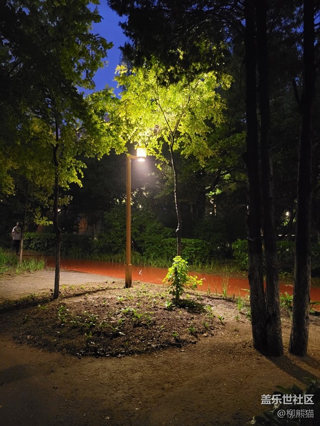 【呼唤夏日】雨天夜晚的绿植