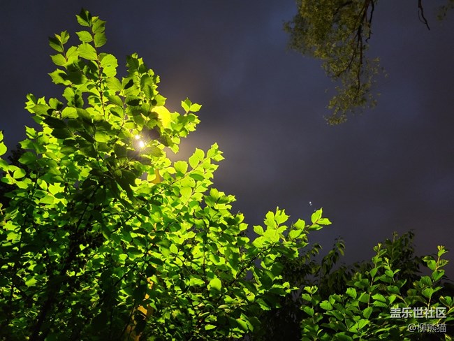 【呼唤夏日】雨天夜晚的绿植