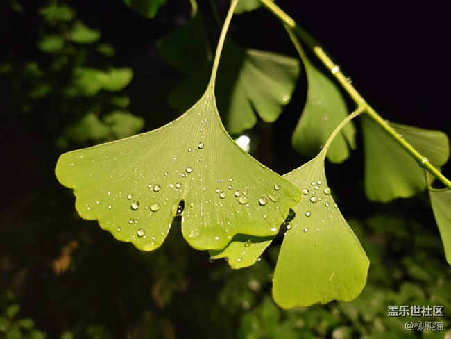 【呼唤夏日】雨天夜晚的绿植