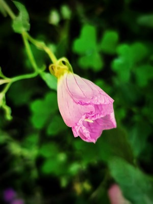 【把生活拍成电影】+花与叶