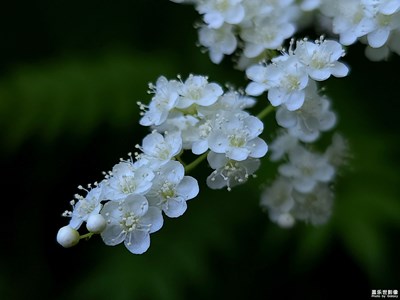 珍珠梅