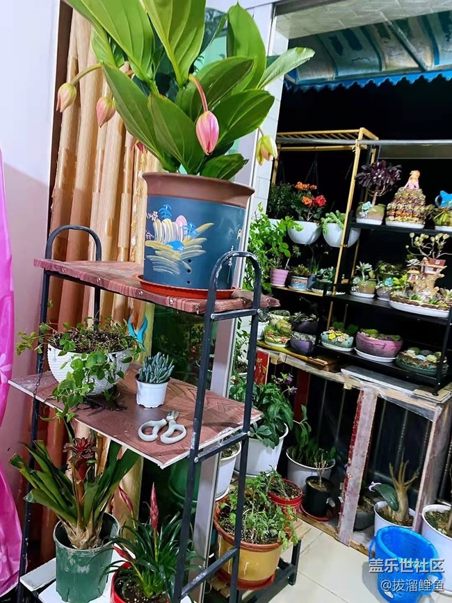 【端午生活随手拍】花草世界