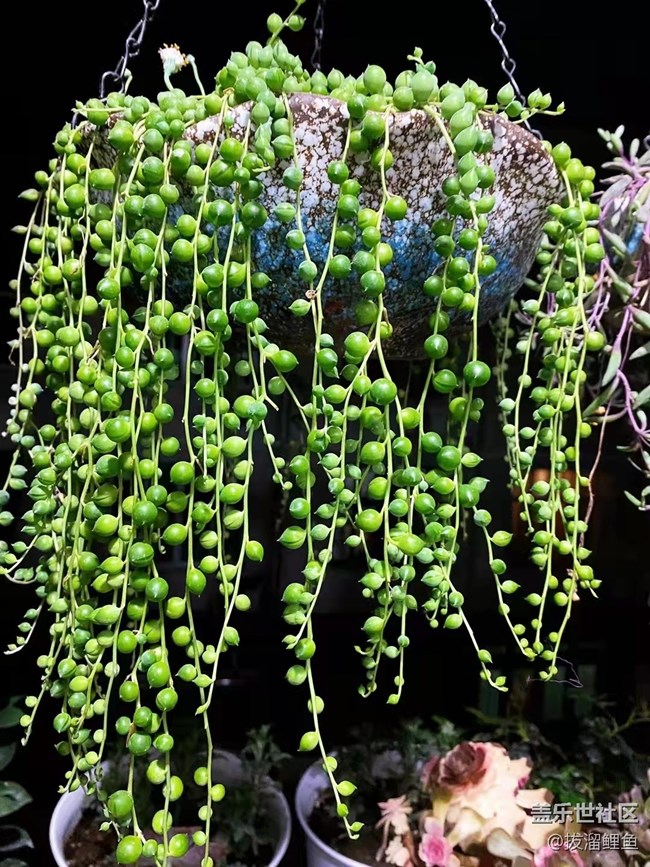 【端午生活随手拍】花草世界