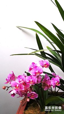 兰花芬芳（2）