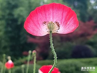 【与光影同行】+虞美人