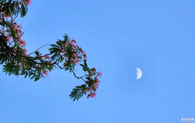 【与光影同行】花伴月