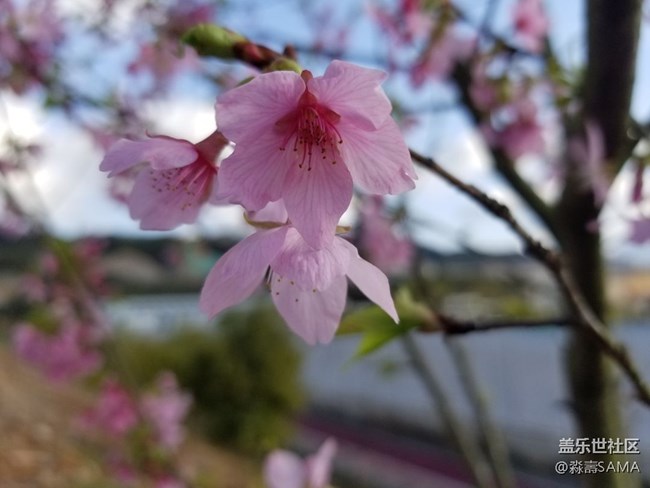 花000
