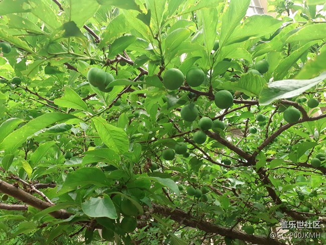 【童年记忆】小时候偷吃的