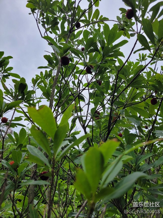 #初夏之恋——采摘