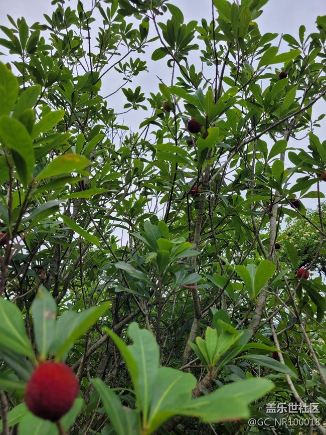 #初夏之恋——采摘