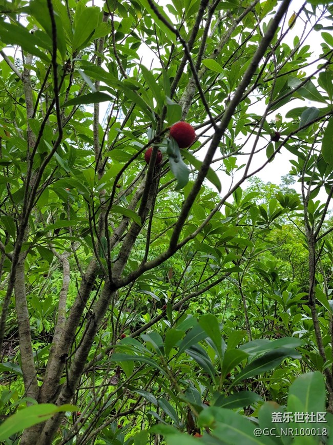 #初夏之恋——采摘