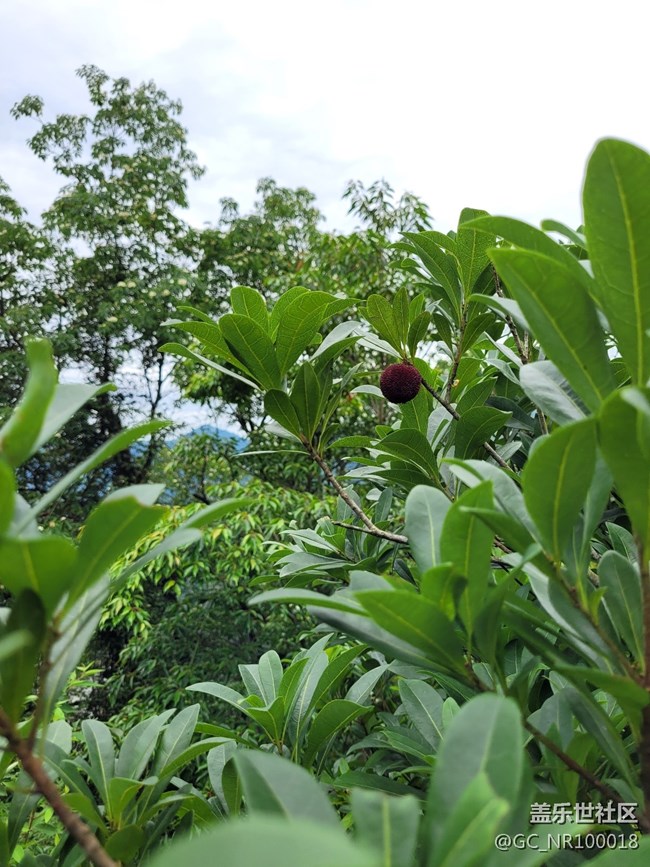 #初夏之恋——采摘