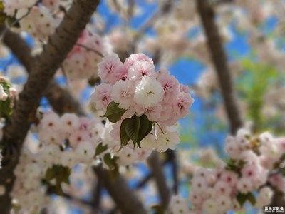 粉与红