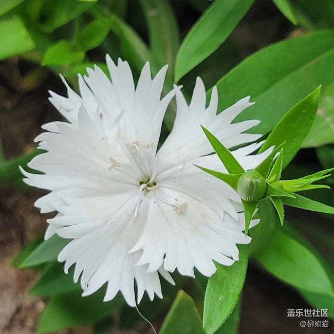 【见微知著】一些花
