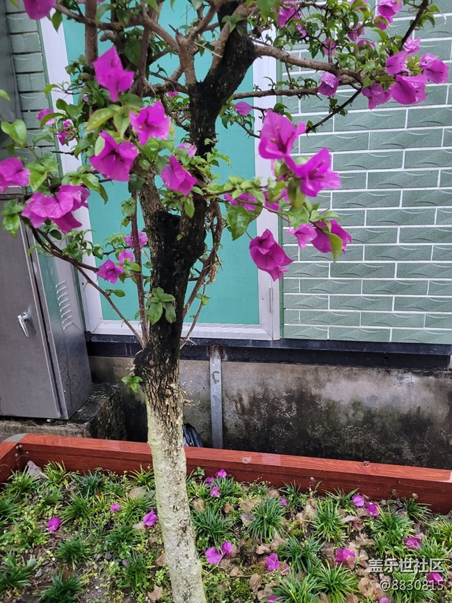 #初夏之恋——小花花