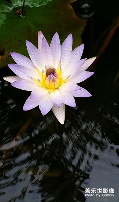 [我的夏天]—莲花盛开