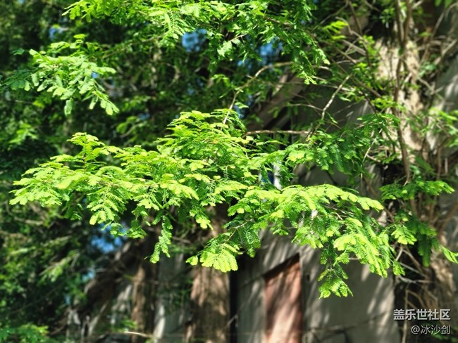 #初夏之恋——乘凉好地方
