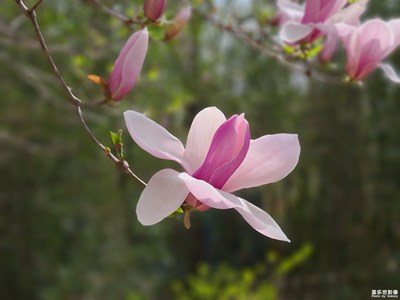玉兰