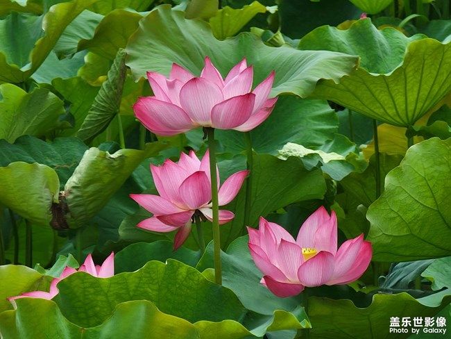 《每周星鲜事》 第110期