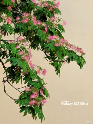 【多彩夏日】芙蓉街上合欢花