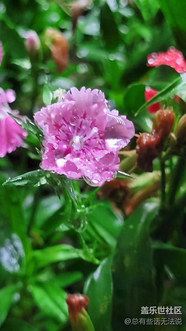 【见微知著】花花
