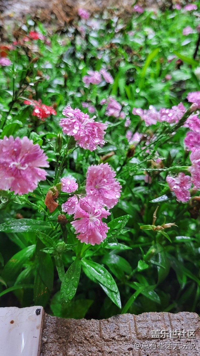 【见微知著】花花