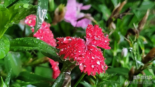 【见微知著】花花