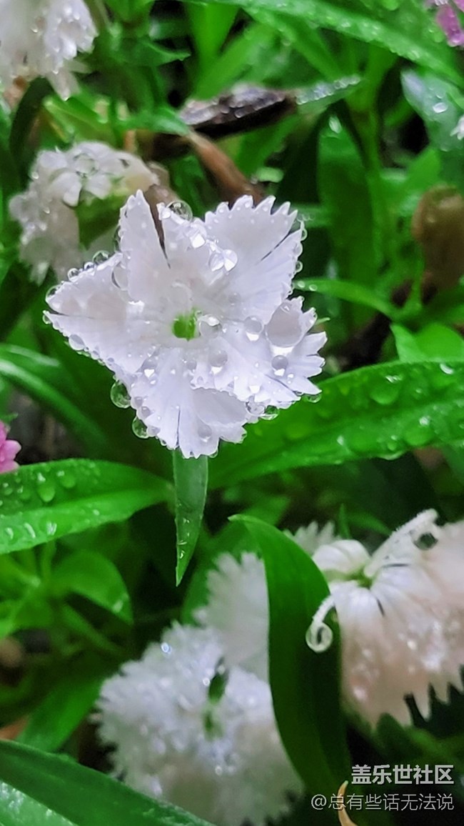 【见微知著】花花