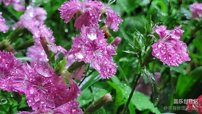 【见微知著】花花