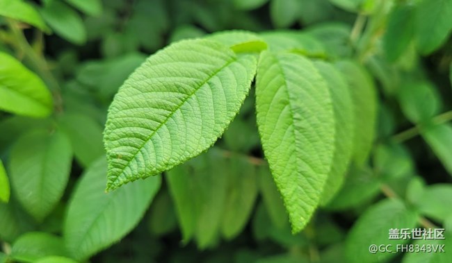 【约会盛夏】迷人的绿