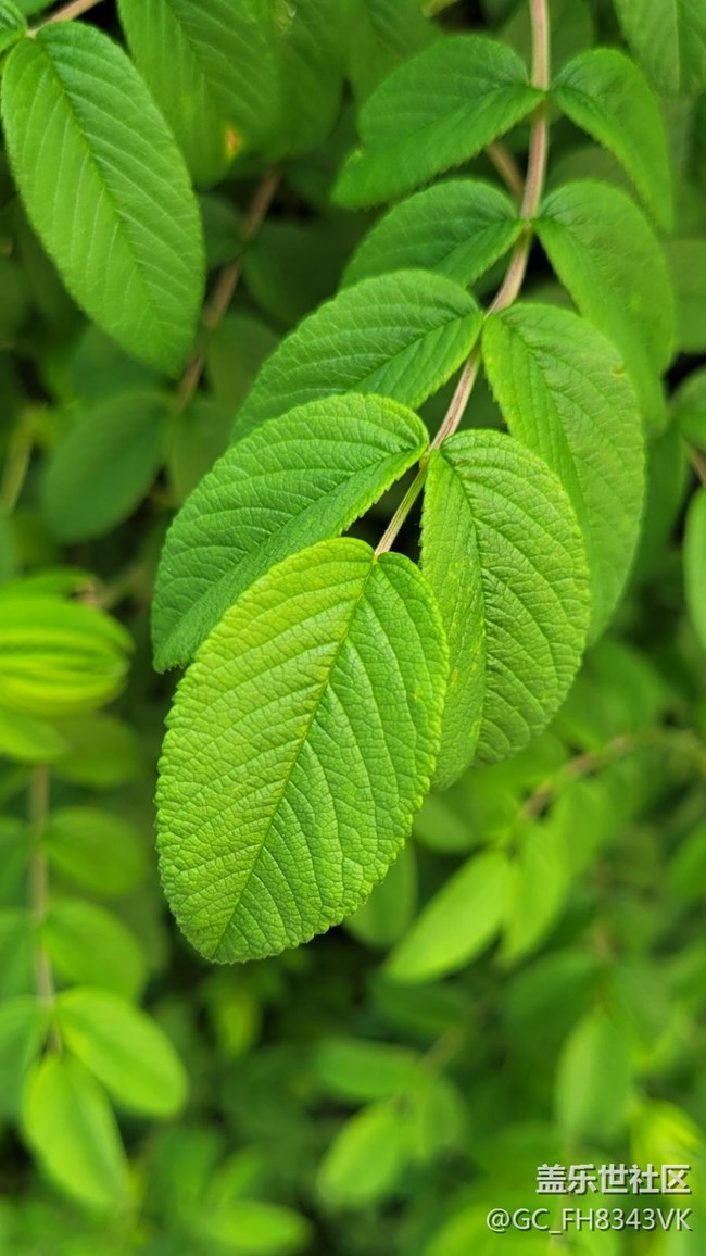 【约会盛夏】迷人的绿