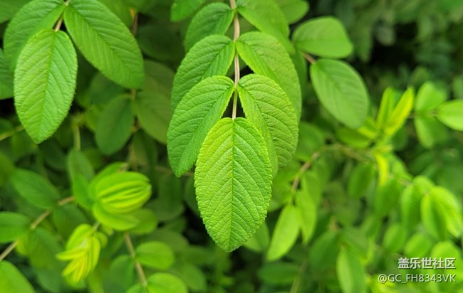 【约会盛夏】迷人的绿