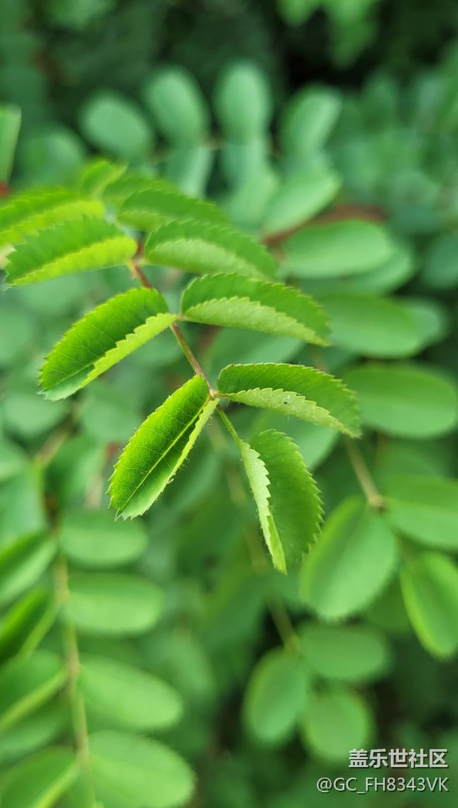 【约会盛夏】迷人的绿