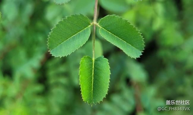 【约会盛夏】迷人的绿