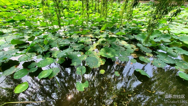 【盛夏之地】+小粉荷