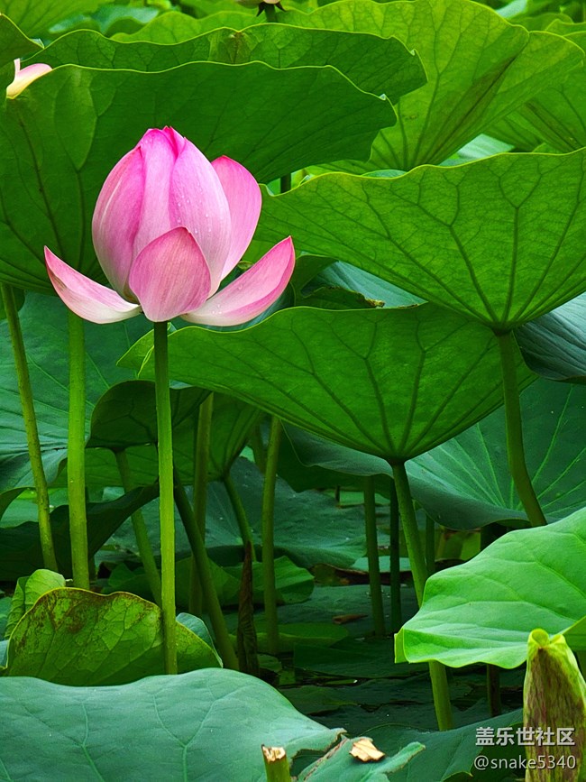 【盛夏之地】+小粉荷