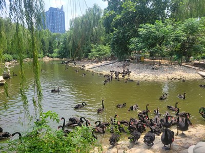 【我的夏天】+动物园的记忆