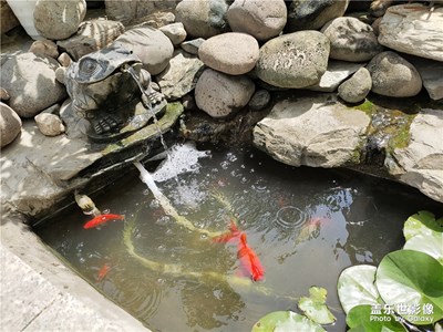 【我的夏天】金鳞岂是池中物