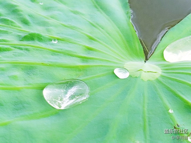 【盛夏之地】水上荷叶