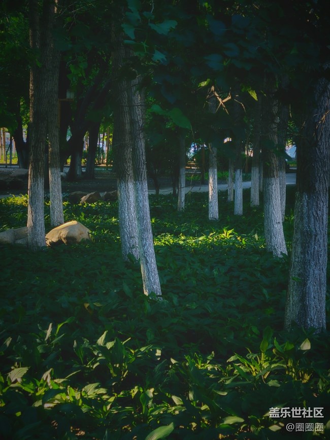 【盛夏之地】光影中的密林
