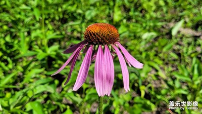 【我的夏天】+花园里的花
